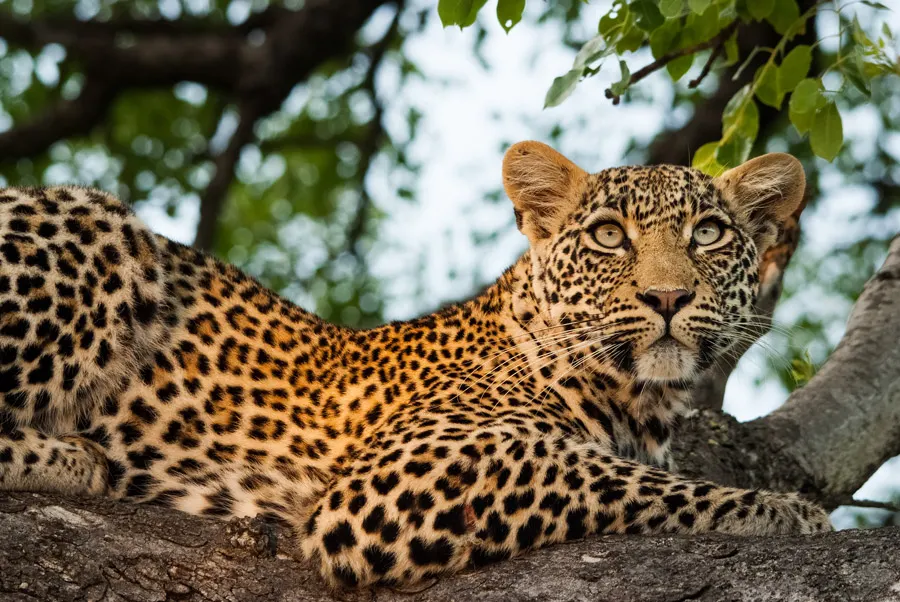 Mozambique Safari Tours