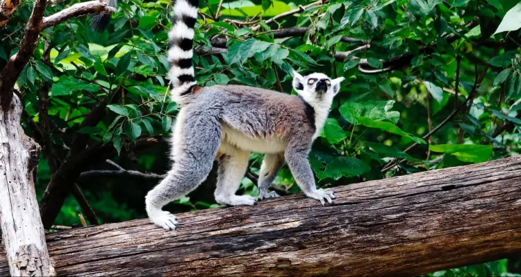Madagascar Tour Safaris