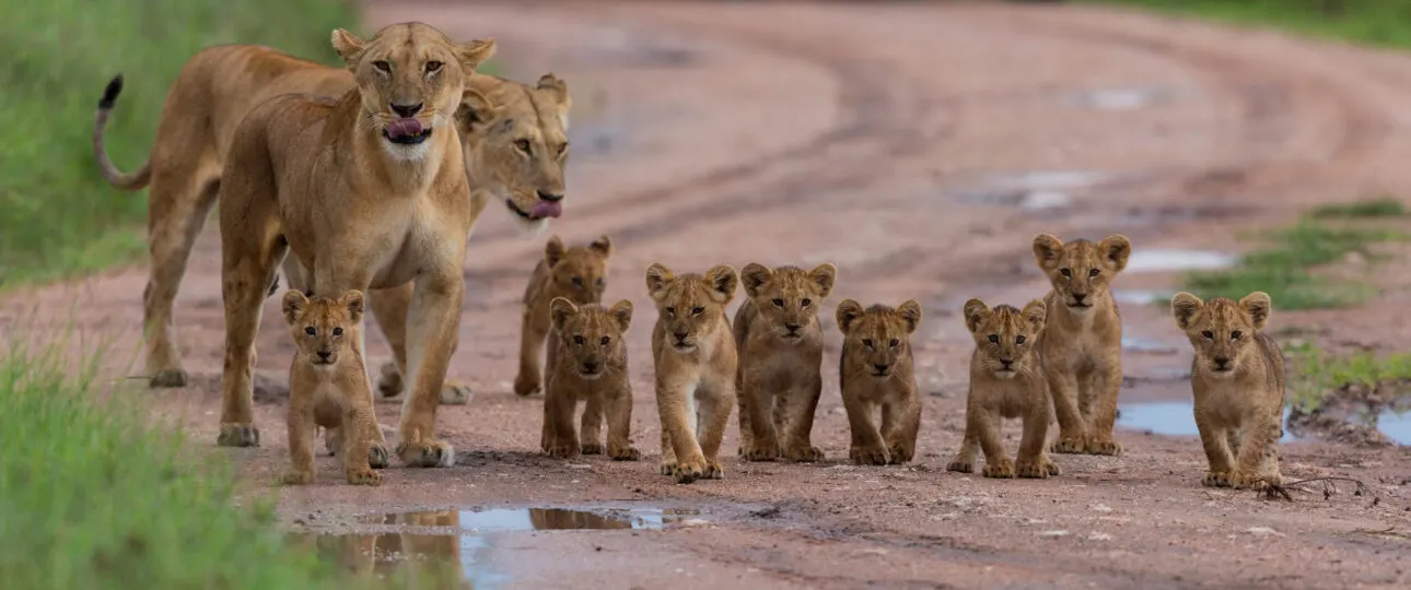 Zimbabwe Tour Safaris
