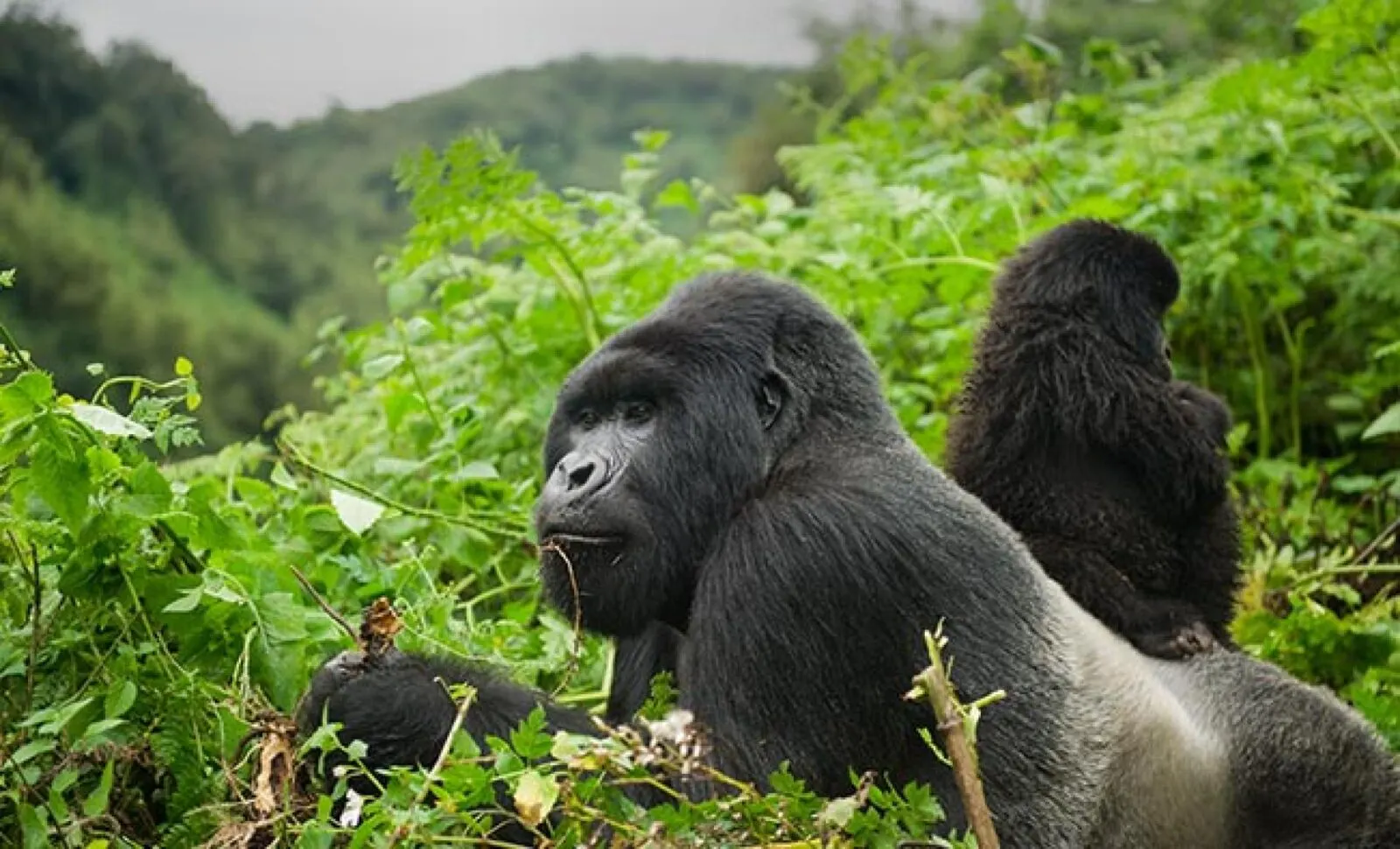 Uganda Gorilla Trekking Safaris