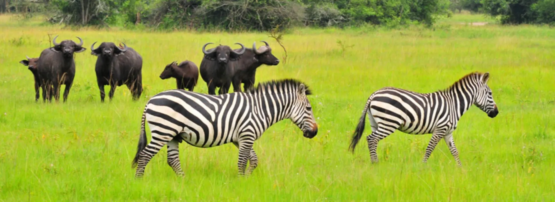 Uganda Wildlife Safaris
