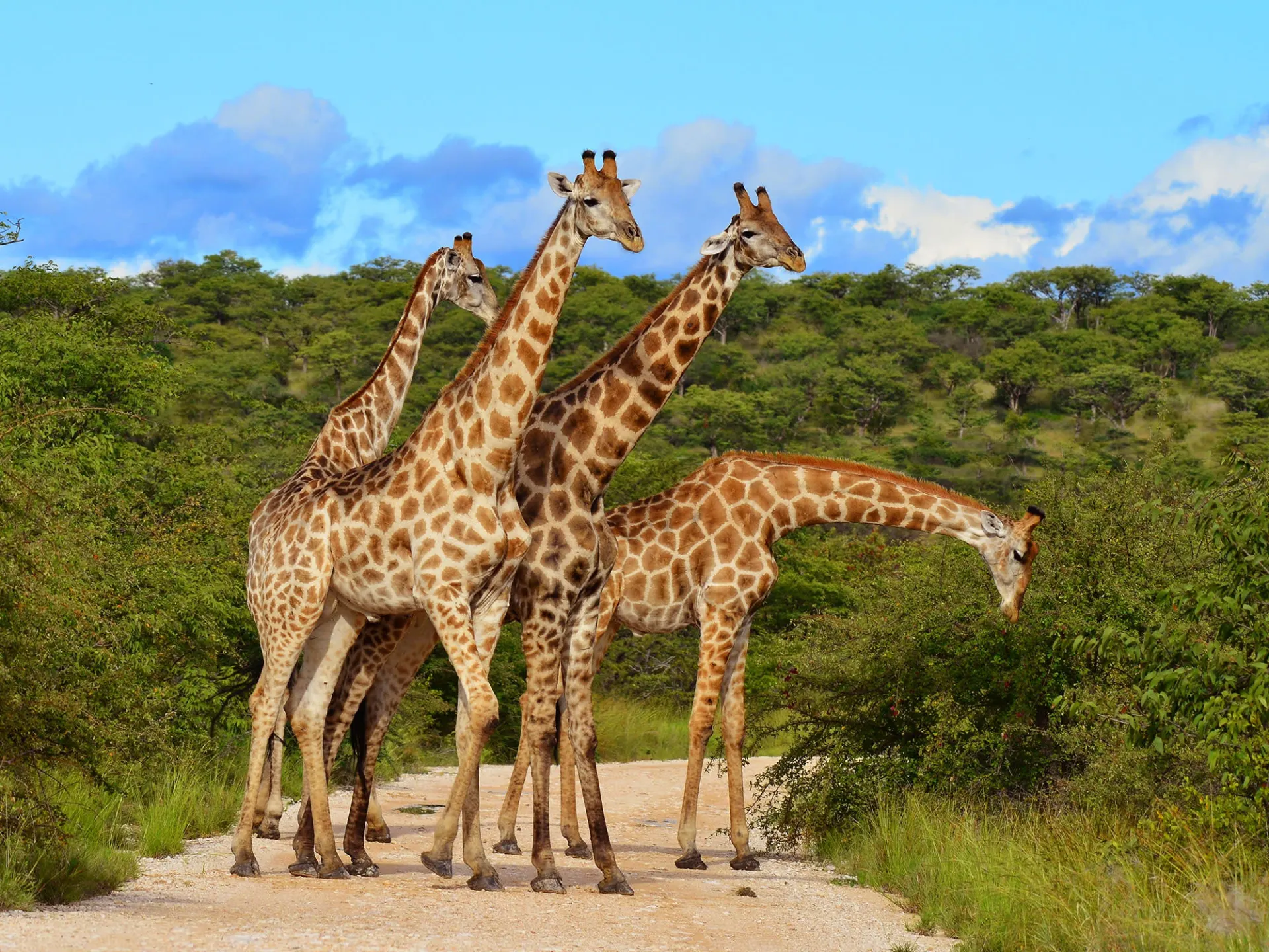 Kenya Wildlife Safaris