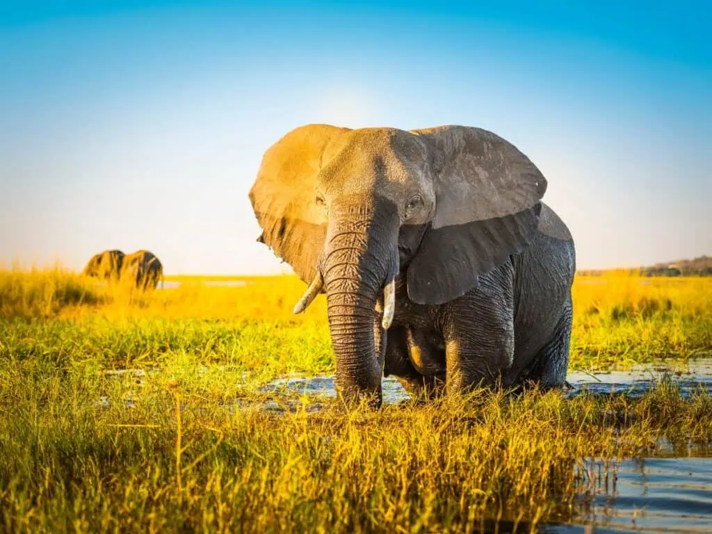 Botswana Wildlife Safari Tours
