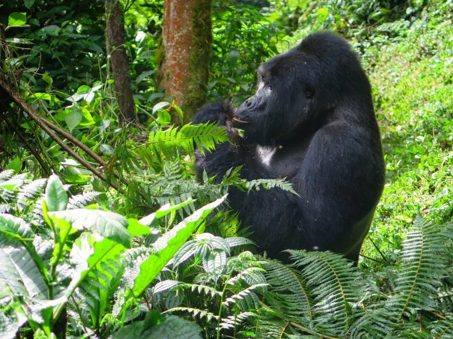 DR Congo Gorilla Trekking Safaris
