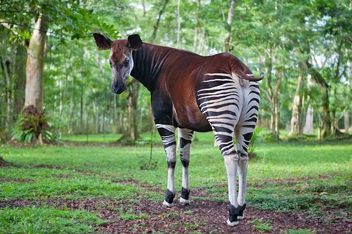 DR Congo Wildlife Safaris