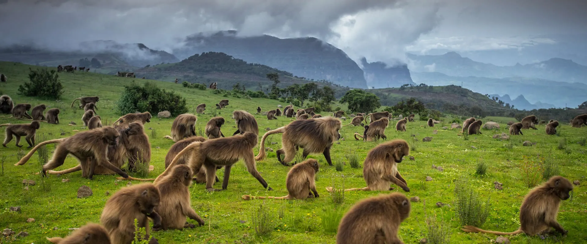 Ethiopia Tour Safaris