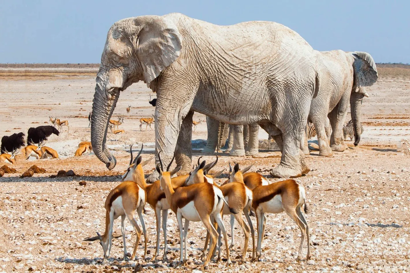 Namibia Wildlife Safaris