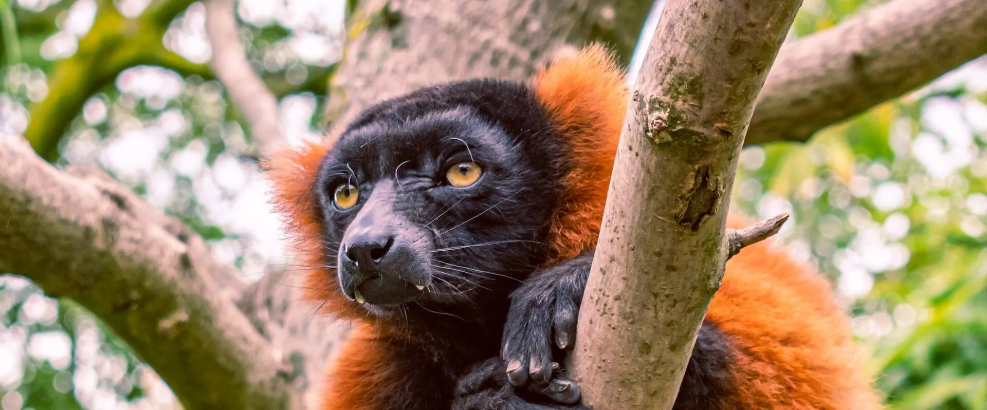 Madagascar Wildlife Safaris