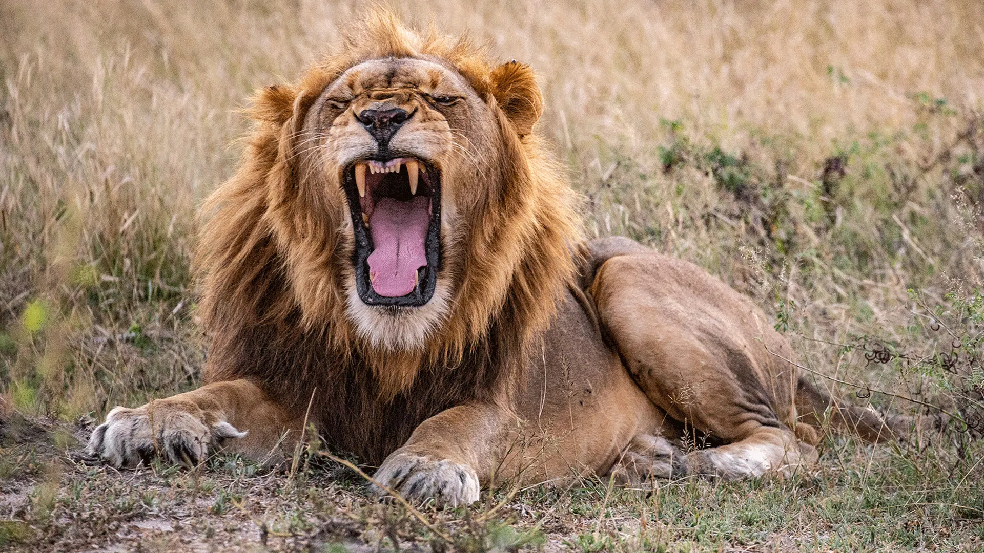 Malawi Wildlife Safaris