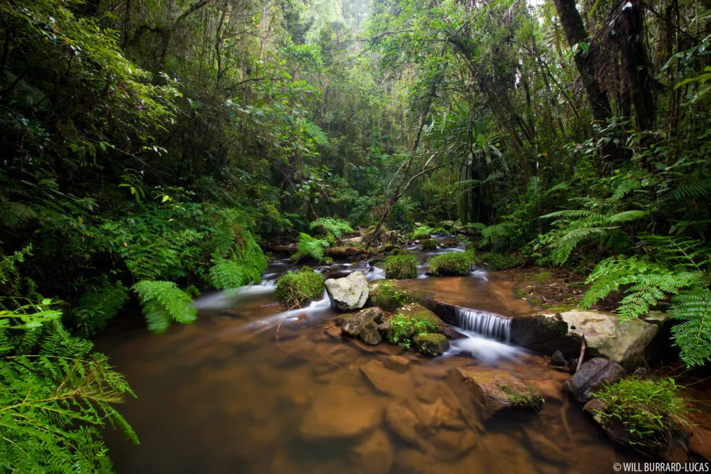Andasibe Mantadia National Park