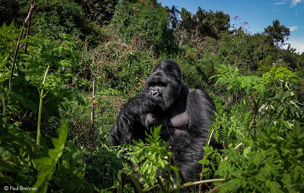 Mgahinga Gorilla National Park