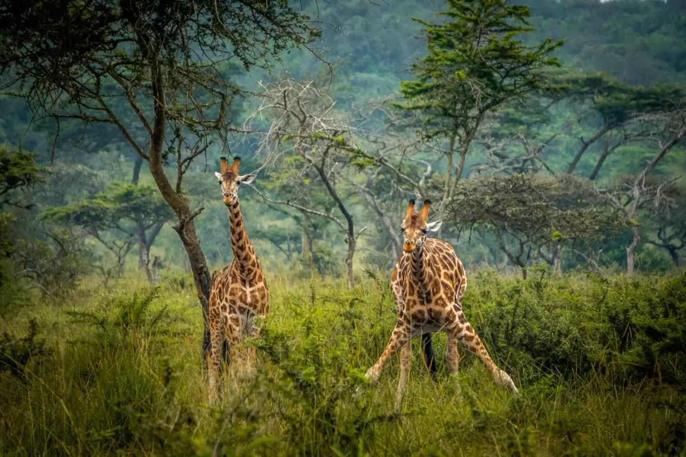 Lake Mburo National Park
