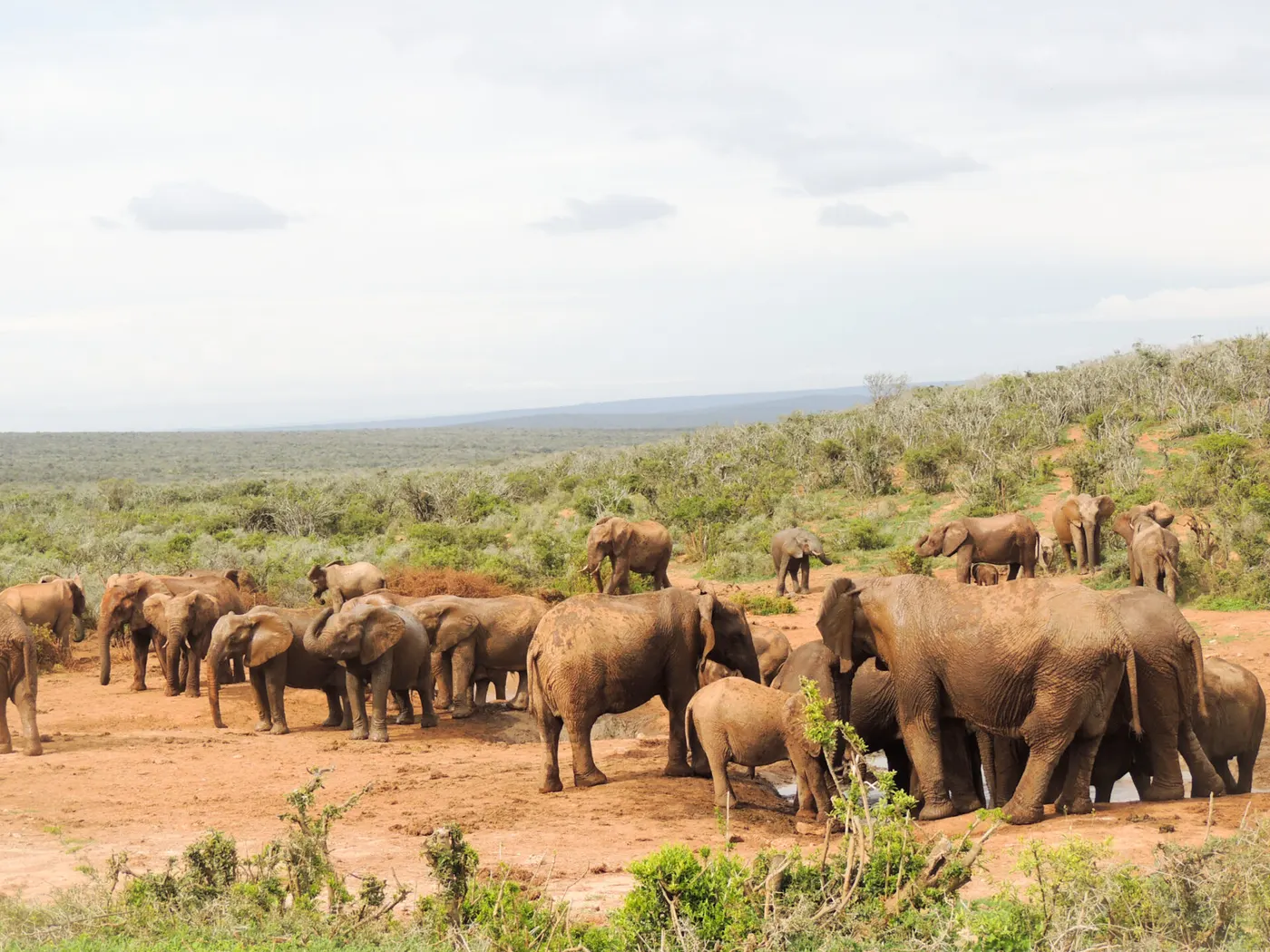 Addo Elephant National Park
