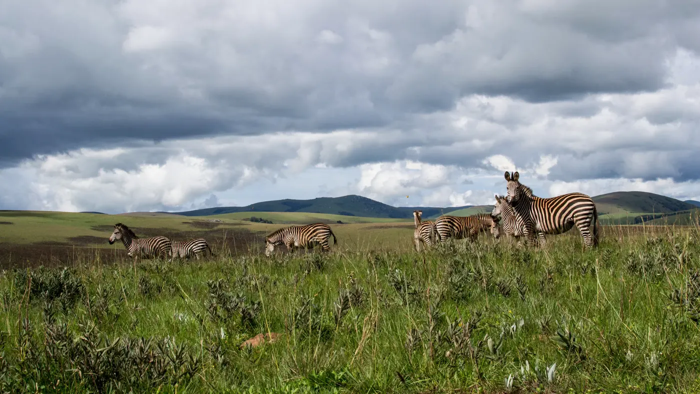 Nyika National Park