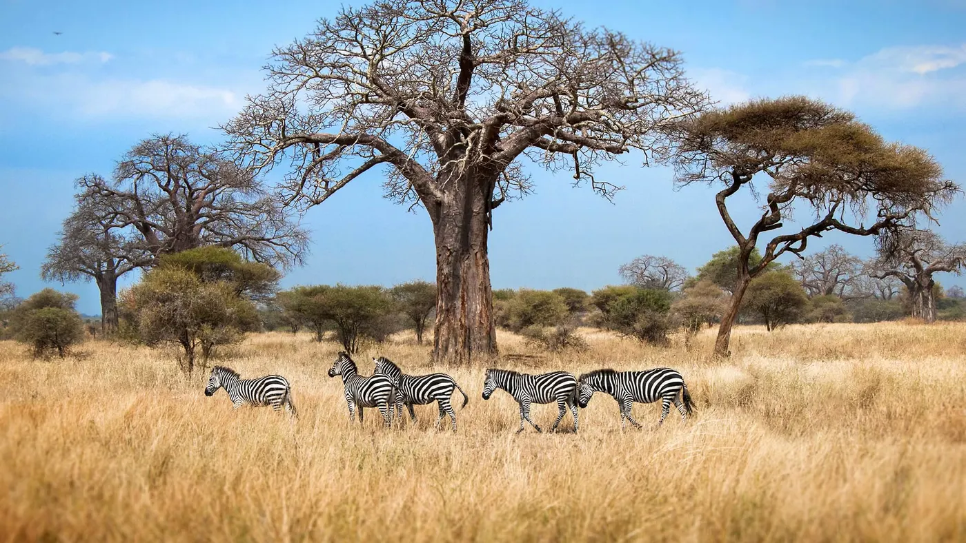 Tarangire National Park
