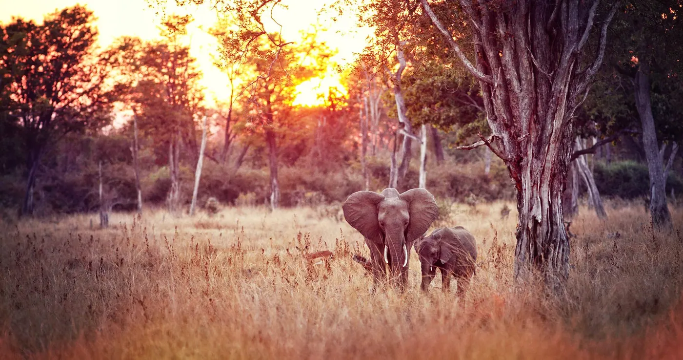 South Luangwa National Park