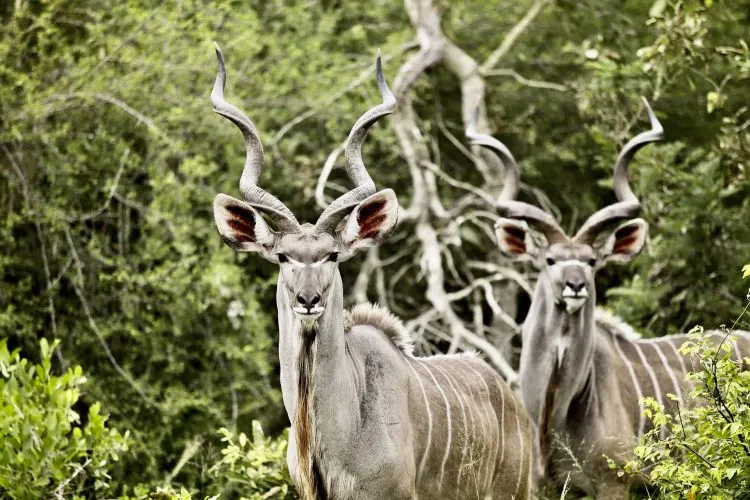 Rumanyika-Karagwe National Park