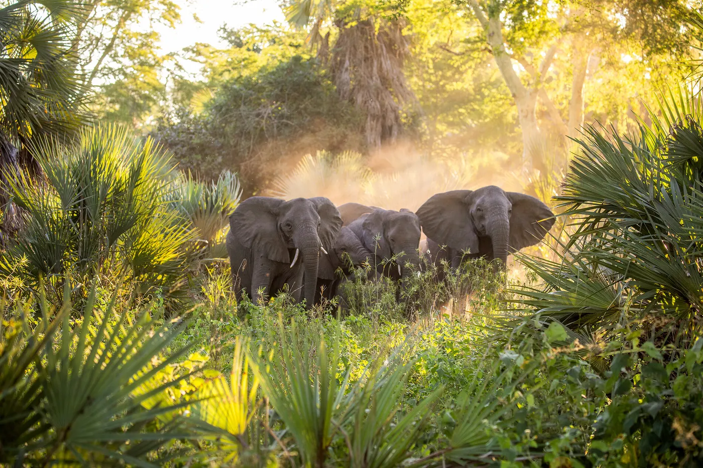 Gorongosa National Park