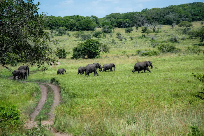 Maputo Special Reserve
