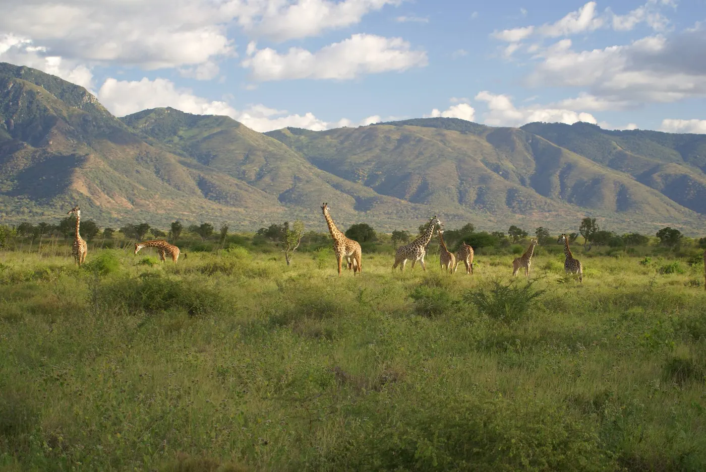 Mkomazi National Park