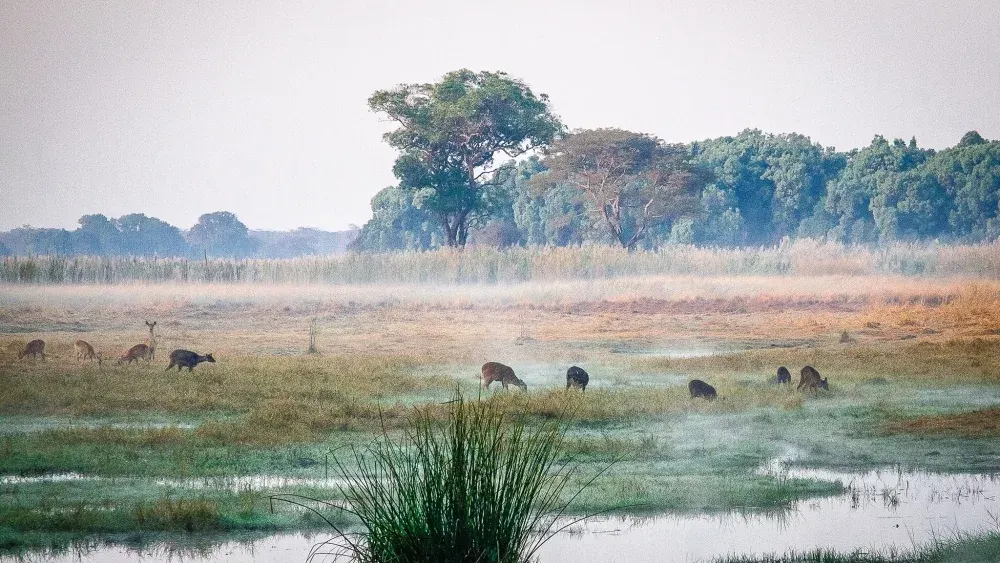 Kasanka National Park