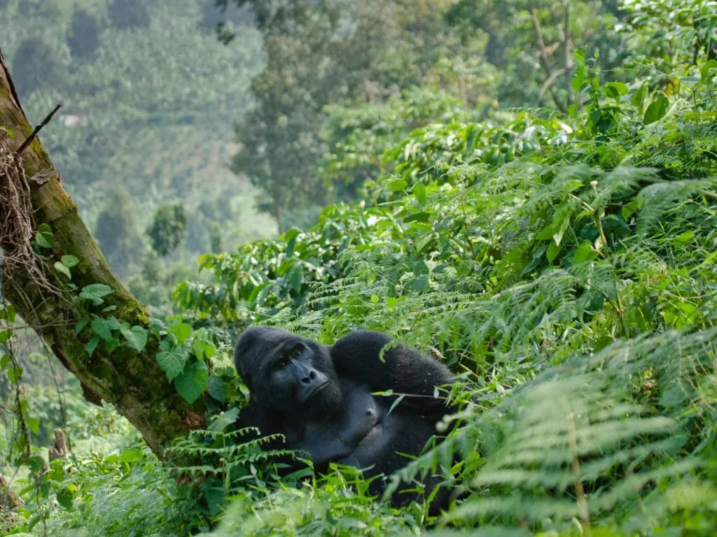Bwindi Impenetrable National Park