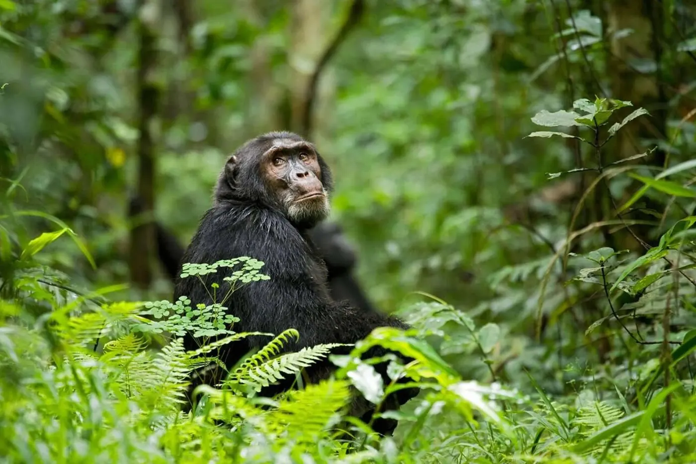 Kibale National Park