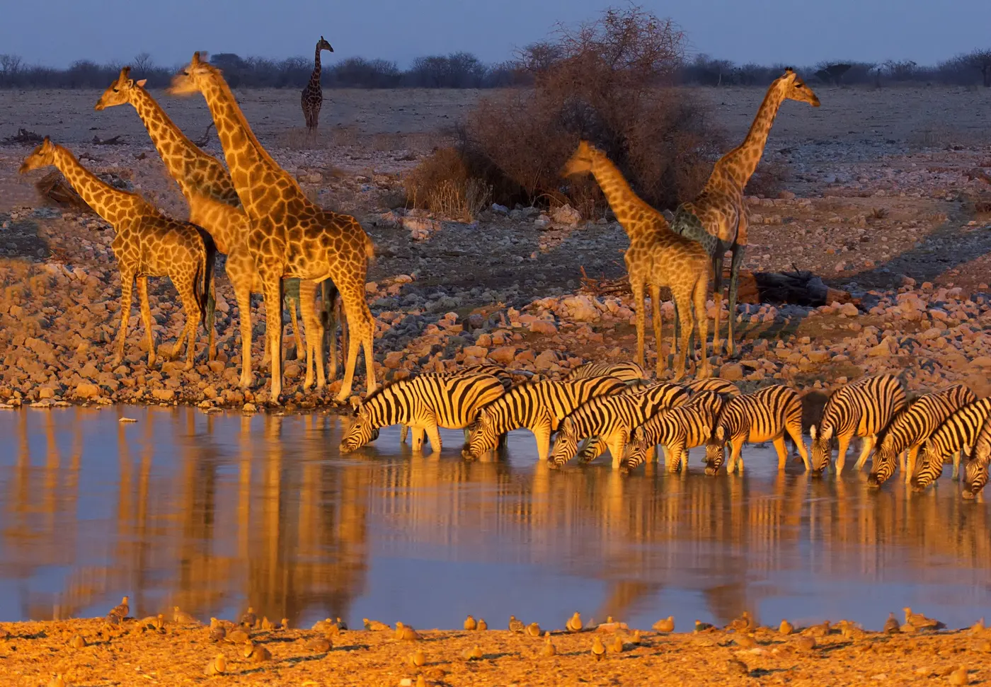 Etosha National Park