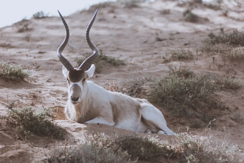 Souss Massa National Park