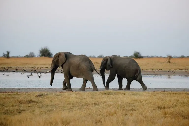 Kazuma Pan National Park