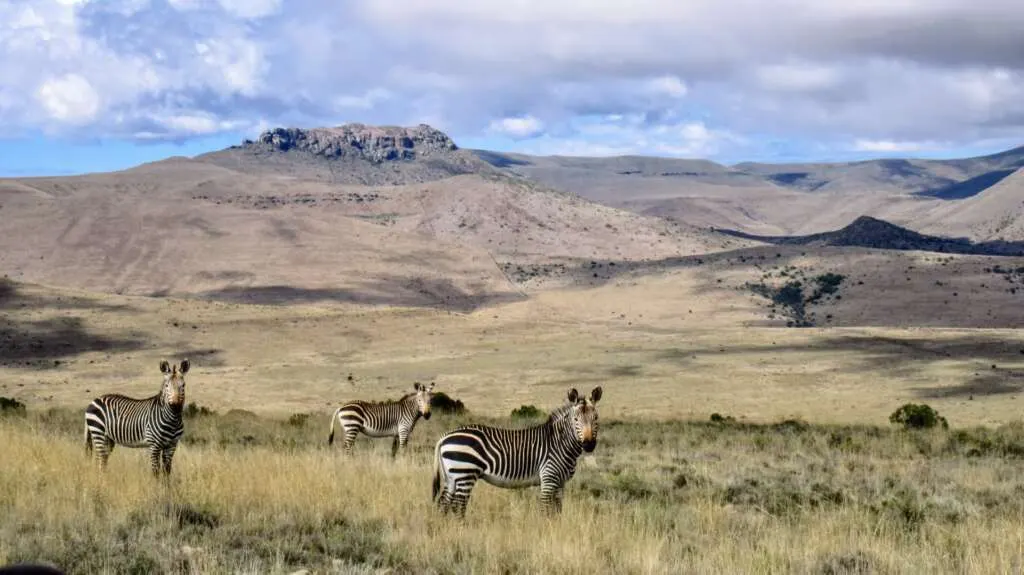 Mountain Zebra National Park