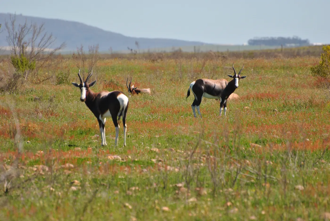 Bontebok National Park