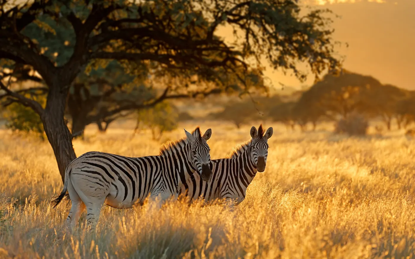 Mokala National Park