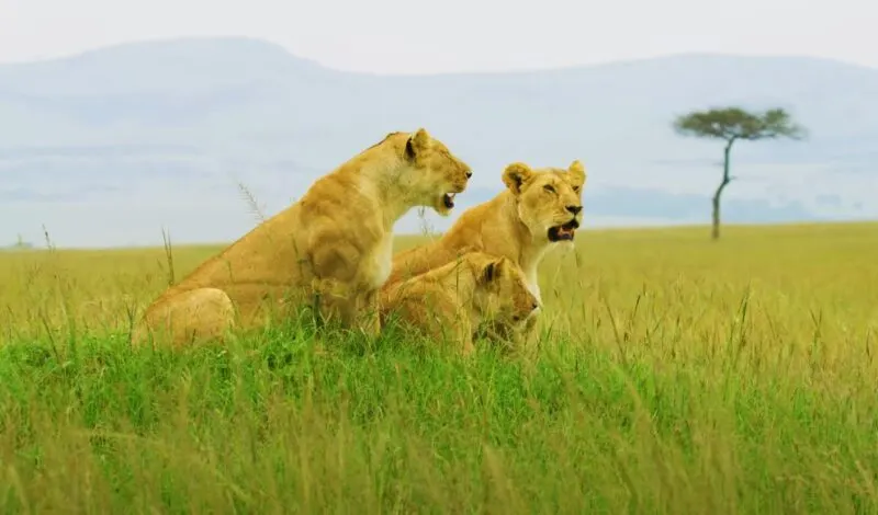 Alatish National Park