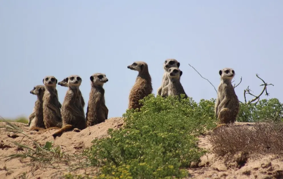 Meerkat National Park