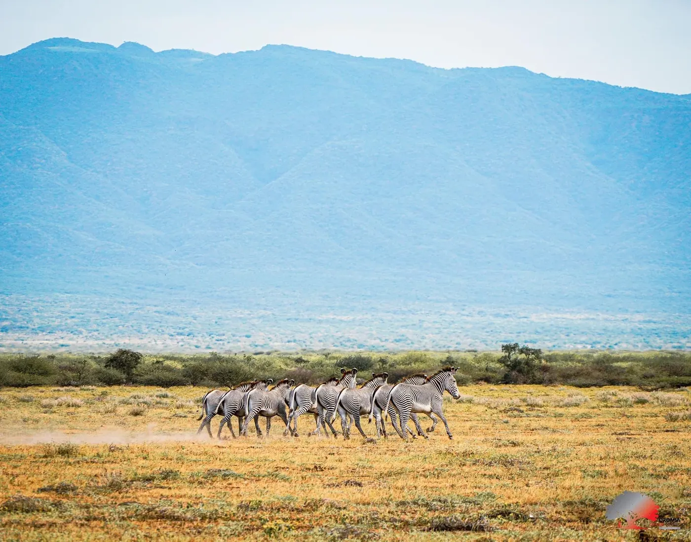 Borana National Park