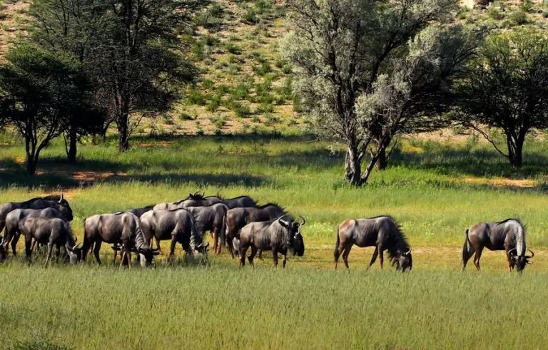 Gambela National Park