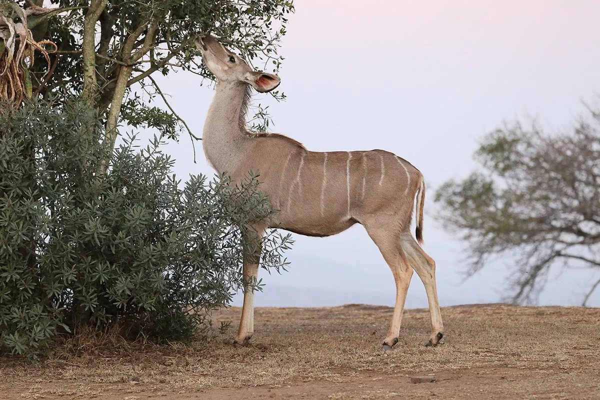 Gibe Sheleko National Park