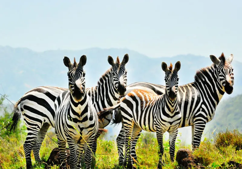Nechisar National Park