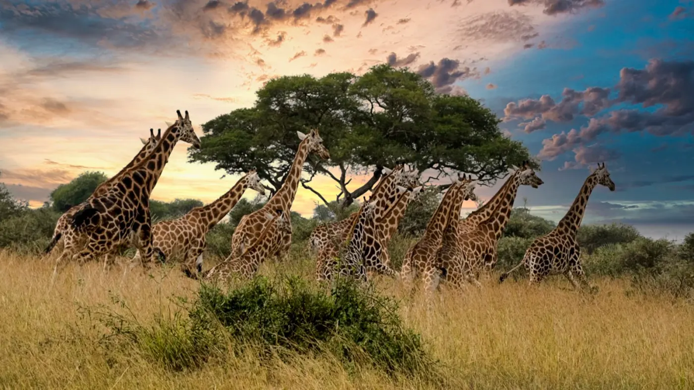 Omo National Park