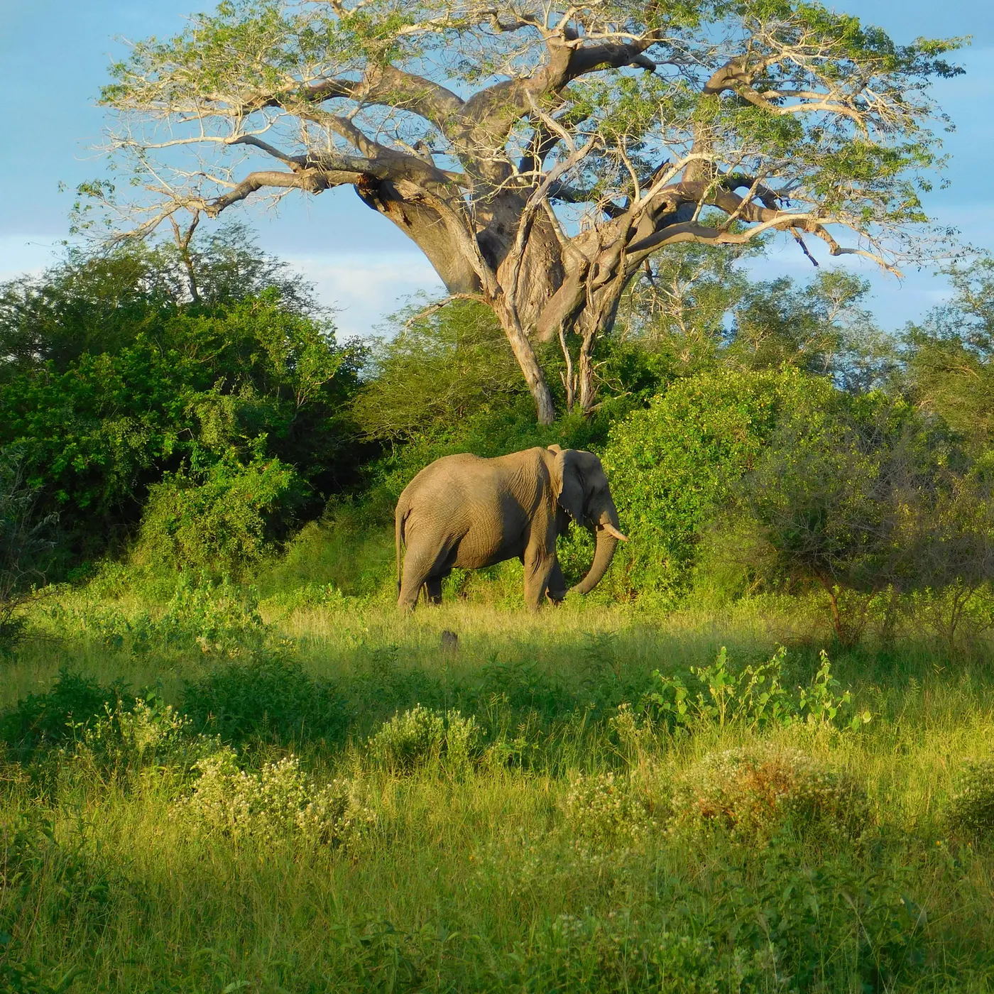 Zinave National Park
