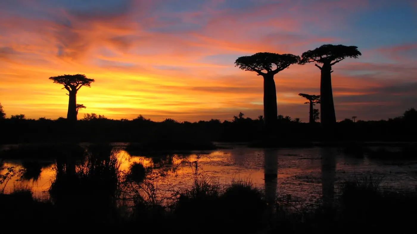 Kirindy Mitea National Park