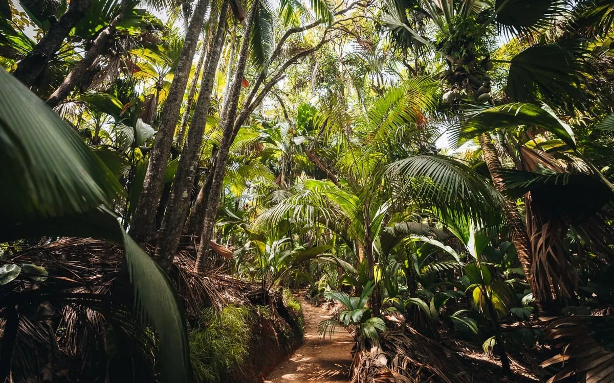 Vallee de Mai Nature Reserve