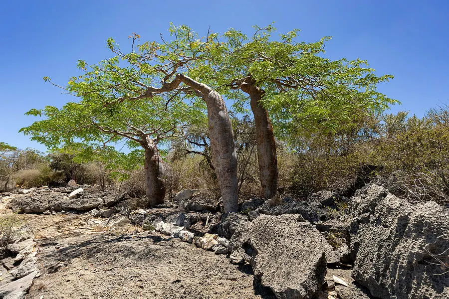 Tsimanampetsotsa National Park