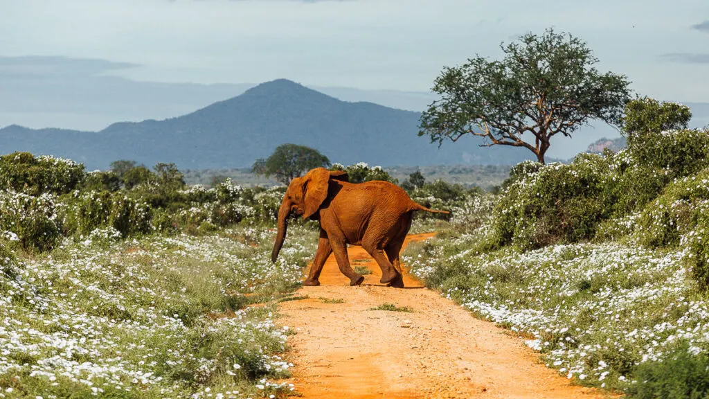 Tsavo West National Park