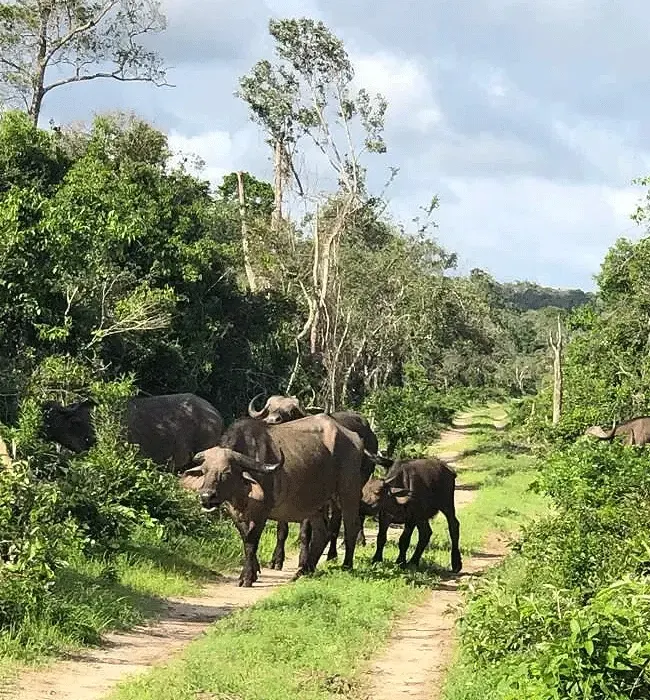 Arabuko Sokoke National Park