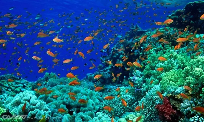 Kisite-Mpunguti Marine National Park