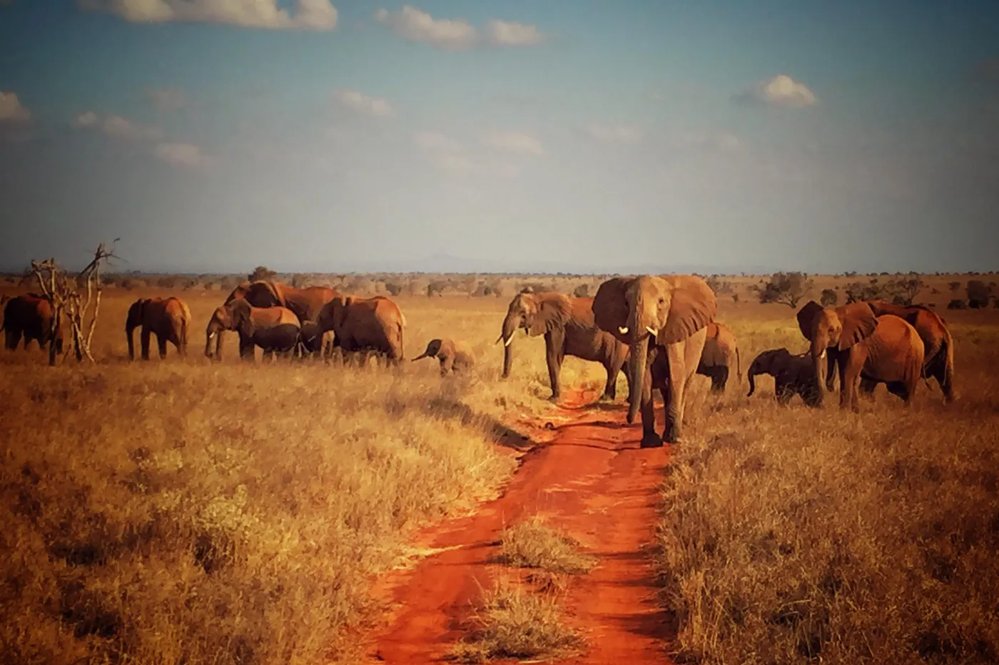 Tsavo East National Park