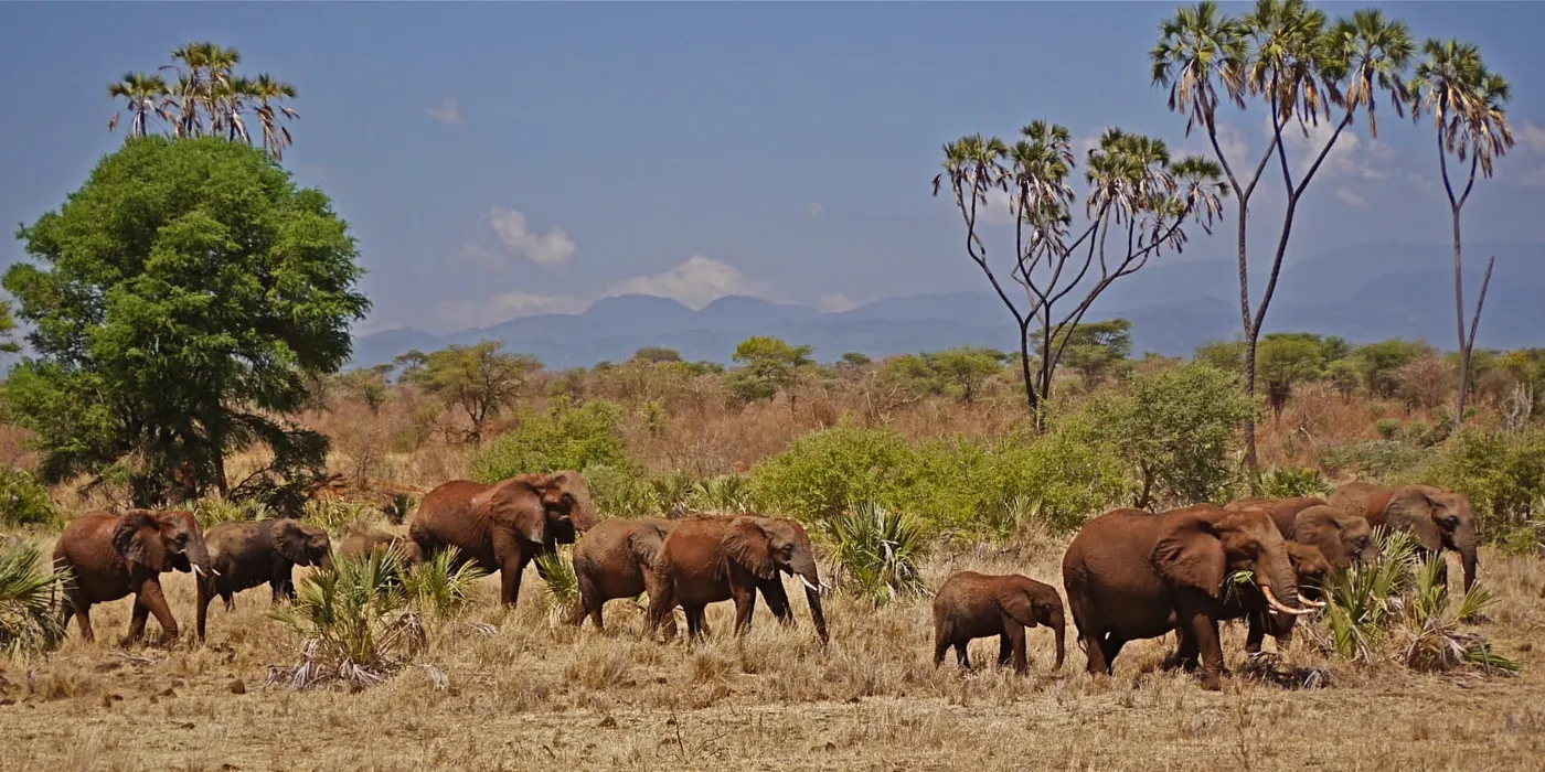 Meru National Park