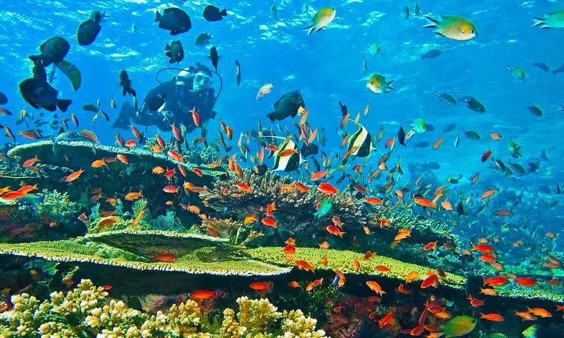 Malindi Marine National Park